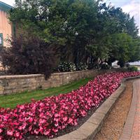 Megawatt™ Rose Bronze Leaf Begonia Commercial Landscape 1