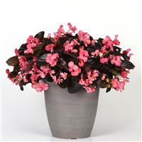 Megawatt™ Rose Bronze Leaf Begonia Container