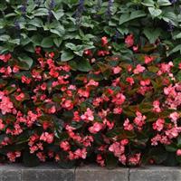 Megawatt™ Rose Bronze Leaf Begonia Landscape