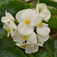 Megawatt™ White Green Leaf Begonia Bloom