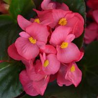 Megawatt™ Rose Green Leaf Begonia Bloom