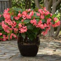Megawatt™ Rose Green Leaf Begonia Container