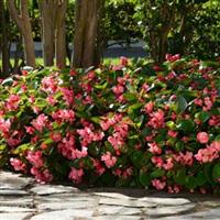 Megawatt™ Rose Green Leaf Begonia Landscape