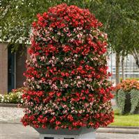 Hula™ Pink Spreading Begonia Displays