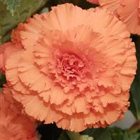 AmeriHybrid® Ruffled Apricot Tuberous Begonia Bloom