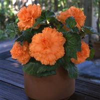 AmeriHybrid® Ruffled Apricot Tuberous Begonia Container