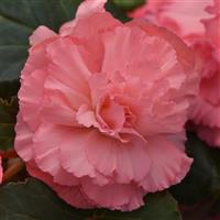 AmeriHybrid® Ruffled Pink Tuberous Begonia Bloom