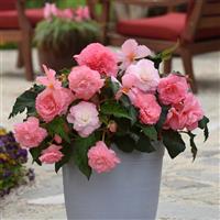 AmeriHybrid® Ruffled Pink Tuberous Begonia Container