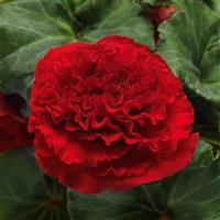 AmeriHybrid® Ruffled Red Tuberous Begonia Bloom