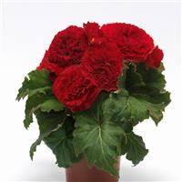 AmeriHybrid® Ruffled Red Tuberous Begonia Container