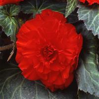 AmeriHybrid® Ruffled Scarlet Red Tuberous Begonia Bloom