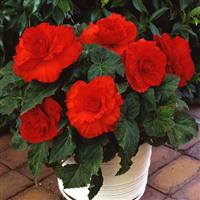 AmeriHybrid® Ruffled Scarlet Red Tuberous Begonia Container