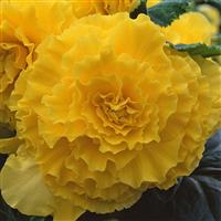 AmeriHybrid® Ruffled Yellow Tuberous Begonia Bloom