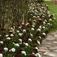 Dash™ Crimson Dianthus Commercial Landscape 2