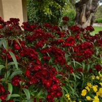 Dash™ Crimson Dianthus Landscape