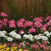 Dash™ Pink Dianthus Commercial Landscape 1