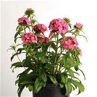 Dash™ Pink Dianthus Container