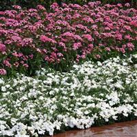 Dash™ Pink Dianthus Landscape
