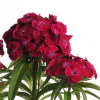 Dash™ Violet Dianthus Bloom