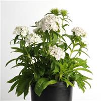 Dash™ White Dianthus Container