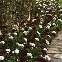 Dash™ White Dianthus Landscape
