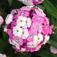 Dash™ Magician Dianthus Bloom