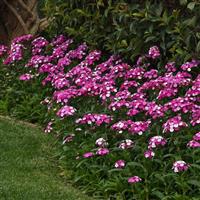 Dash™ Magician Dianthus Commercial Landscape 1