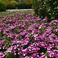 Dash™ Magician Dianthus Commercial Landscape 2