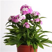 Dash™ Magician Dianthus Container