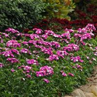 Dash™ Magician Dianthus Landscape