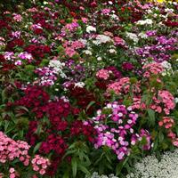 Dash™ Mixture Dianthus Commercial Landscape 1