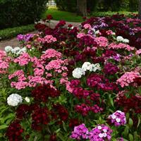 Dash™ Mixture Dianthus Commercial Landscape 2