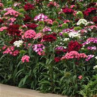 Dash™ Mixture Dianthus Landscape