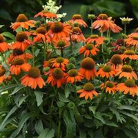 Echinacea Artisan™ Collection Soft Orange Commercial Landscape 1