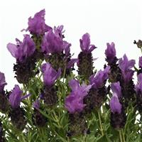 Lavandula Bandera Purple Bloom