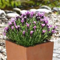 Lavandula Bandera Purple Garden
