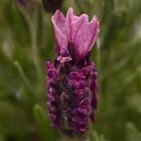 Lavandula Bandera Deep Rose Bloom