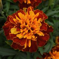 Bonanza™ Harmony French Marigold Bloom