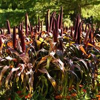 Copper Prince Ornamental Millet Commercial Landscape 1