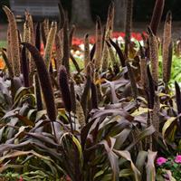 Copper Prince Ornamental Millet Commercial Landscape 3