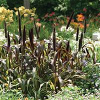 Jester Ornamental Millet Commercial Landscape 1