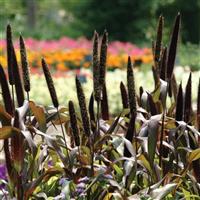 Jester Ornamental Millet Landscape