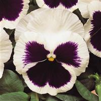 Matrix® White Blotch Pansy Bloom