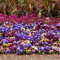Matrix® Coastal Sunrise Mixture Pansy Commercial Landscape 1