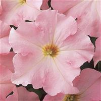 Dreams™ Appleblossom Petunia Bloom