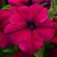 Dreams™ Burgundy Petunia Bloom