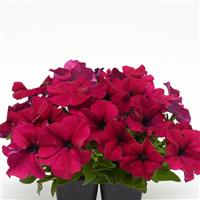 Dreams™ Burgundy Petunia Container