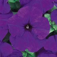 Dreams™ Midnight Petunia Bloom