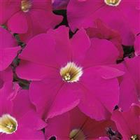 Dreams™ Neon Rose Petunia Bloom