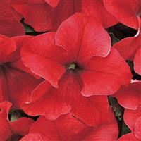 Dreams™ Red Petunia Bloom